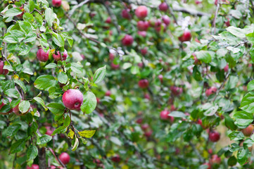 Garden of Red Apples
