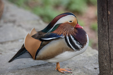 Closeup male mandarin duck (Aix galericulata)