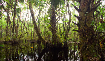 Beautiful dense swamp in Florida Everglades