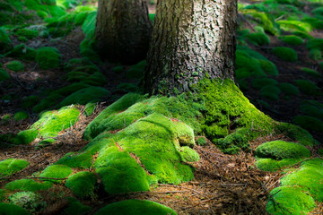 Naklejka premium Forest moss