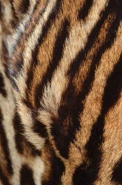 tiger fur background