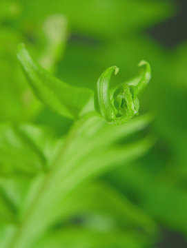 Macro image of green fern fronds as image good background for Earth Day on April 22