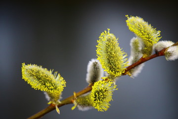 Frühling