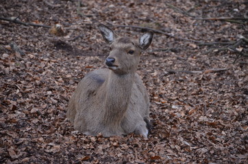 Hirsche und Rehe