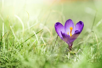 Photo sur Aluminium Crocus Fleur de crocus violet unique en mars au printemps