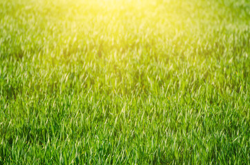 Fototapeta premium Sunny green grass field suitable for backgrounds or wallpapers, natural seasonal landscape