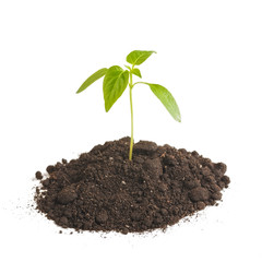 Green sprout plants growing from heap of soil, isolated on a white background. Ecology and hope