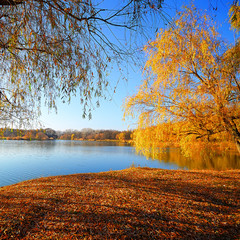 Obraz premium autumn landscape