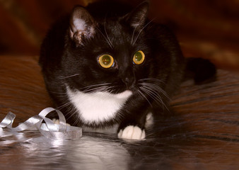 Black cat playing with a decorative ribbon.