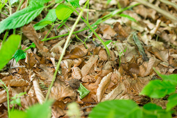 Frog among leaves, masking.