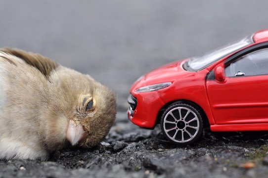 D&eacute;tail de la reconstitution d'une collision entre un oiseau et une voiture