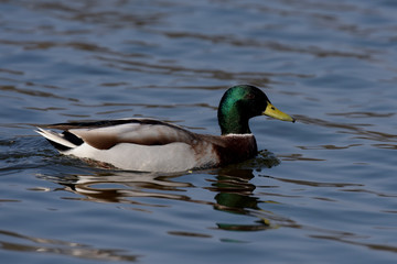Mallard, Duck, Anas platyrhynchos