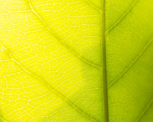 texture of the leaf with the sun light
