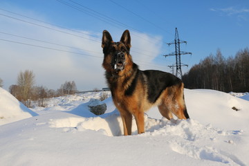 Dog german shepherd is on snow in winter day