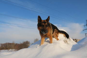 Dog german shepherd is on snow in winter day