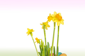 freigestellte Narzissen, bunte Ostereier im Hintergrund mit Farbverlauf grün Himmel rosa