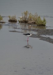 Różne ptaki w Dubaju © Iwona