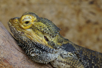 Streifenköpfige Bartagame oder Farbbartagame (Pogona vitticeps)