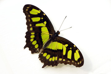 Malachitfalter (Siproeta stelenes  Synonym Metamorpha stelenes)