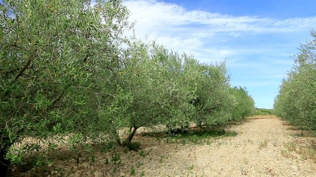 Rangées d'olivier