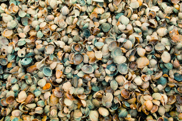 Seashells on the beach