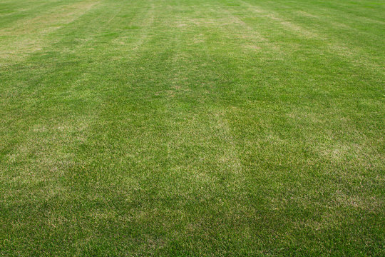 Grass on the football field