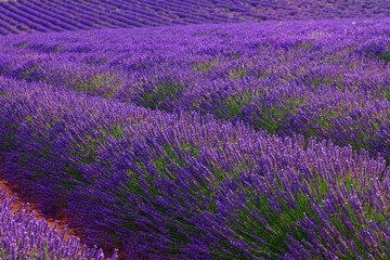 Obraz na płótnie Canvas Beautiful colors purple lavender fields near Valensole, Provence