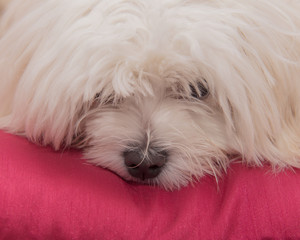 Pedigree Maltese dog portrait looking fed up on red cushion