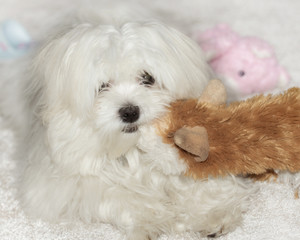 Pedigree Maltese dog playing with a soft toy