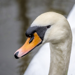 Portrait of a swan, England