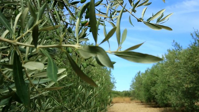 Olives vertes sur les arbres