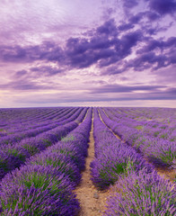Beautiful colors purple lavender fields near Valensole, Provence