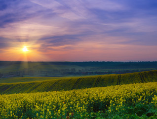 Fototapeta na wymiar Rapeseed yellow field in spring at sunrise, natural eco seasonal floral landscape background