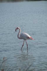 Flamant rose en Camargue