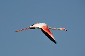 Flamingo in flight - Flamant rose en vol