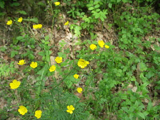 Spring yellow buttercups on the meadow and in the leaves.