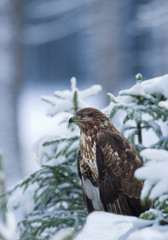 Common buzzard sitting on the tree covered by snow, with clean background, Czech Republic, Europe