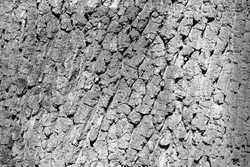 Wooden abstract background in bw