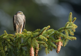 Sparrowhawk sitting on the branch with cones, slean green background, Czech Republic, Europe