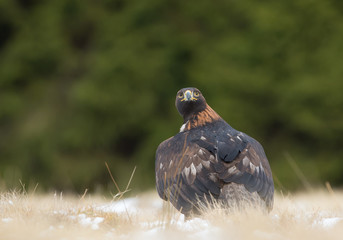 Golden eagle sitting in the yellow grass, looking at the photographer, with clean green background, Czech Republic, Europe