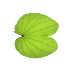 Fototapeta premium green leaf on a white background