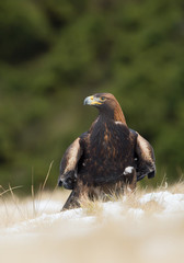 Golden eagle sitting in the yellow grass, looking at the photographer, with clean green background, Czech Republic, Europe