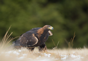 Golden eagle walking in the yellow grass, looking at the photographer, with clean green background, Czech Republic, Europe
