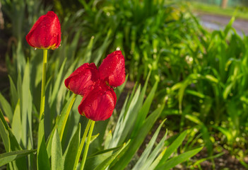 Red tulips in spring garden covered with water drops after rain