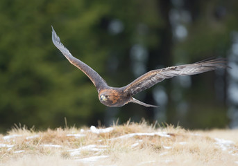 Golden eagle flying over the yellow grass, with clean background, Czech Republic, Europe