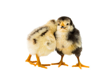 little chicken isolated
