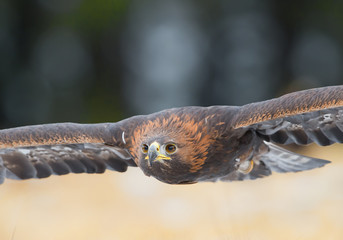 Golden eagle flying over the yellow grass closeup, with clean background, Czech Republic, Europe