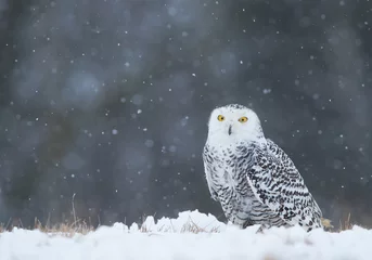 Fototapete Schnee-Eule Snowy owl sitting on the plain, with snowflakes in the background, Czech Republic, Europe
