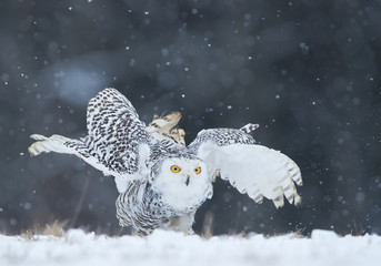 Fototapeta premium Snowy owl sitting on the plain, open wings, with snowflakes in the background, Czech Republic, Europe