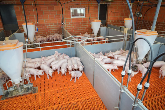 Schweinehaltung - Ferkelbuchten, Innenansicht